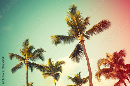 Coconut palm trees over bright sky background © evannovostro