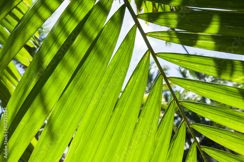 Bright fresh palm tree leaves, macro photo