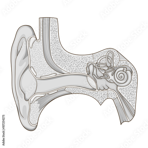 Human ear structure medical educational vector