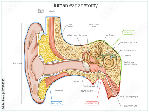Human ear structure medical educational vector