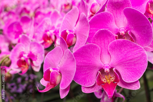 Moth orchid or Phalaenopsis.