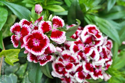 Pink and white Sweet William dianthus flowers photo