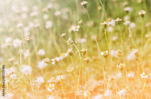 flower grass