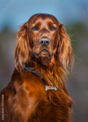 Tapety artystyczne Irish Red Setter