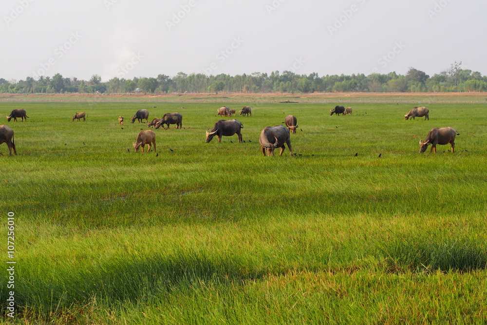Herd of buffaloes eat grasses in green field Herd of buffaloes eat grasses in green field