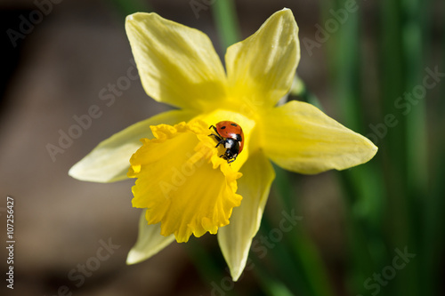 Fototapeta Naklejka Na Ścianę i Meble -  Ladybug on yellow spring narcissus, close up