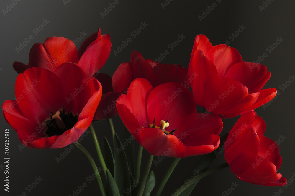 Red tulip isolated against a dark background Red tulip isolated against a dark background
