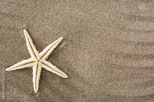 Starfish on sand 