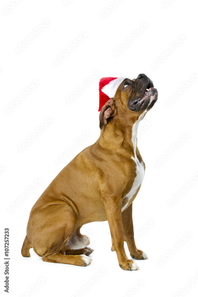 Obraz premium santa boxers