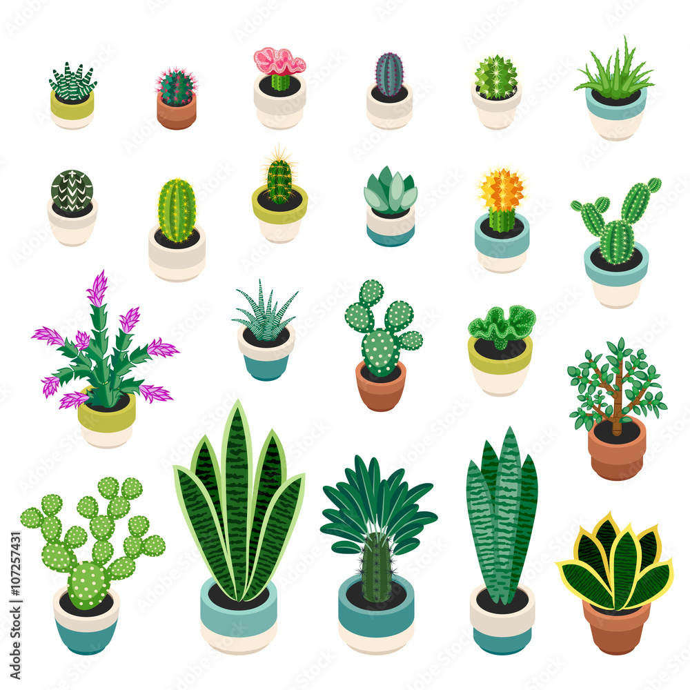 Set of cactuses and succulents in pots on a shelves. Set of cactuses and succulents in pots on a shelves.