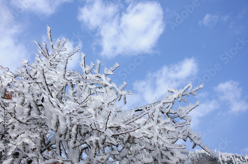 The frozen plants in blue sky