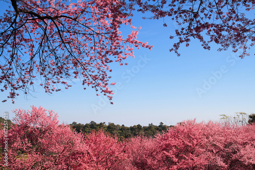 flower field