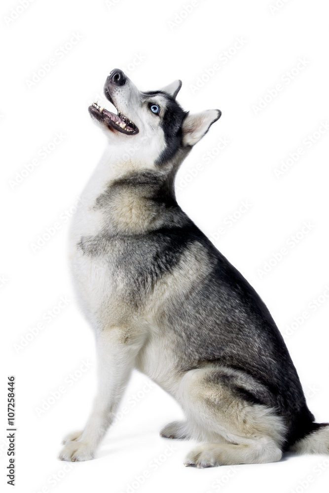 Fototapeta premium black and white husky