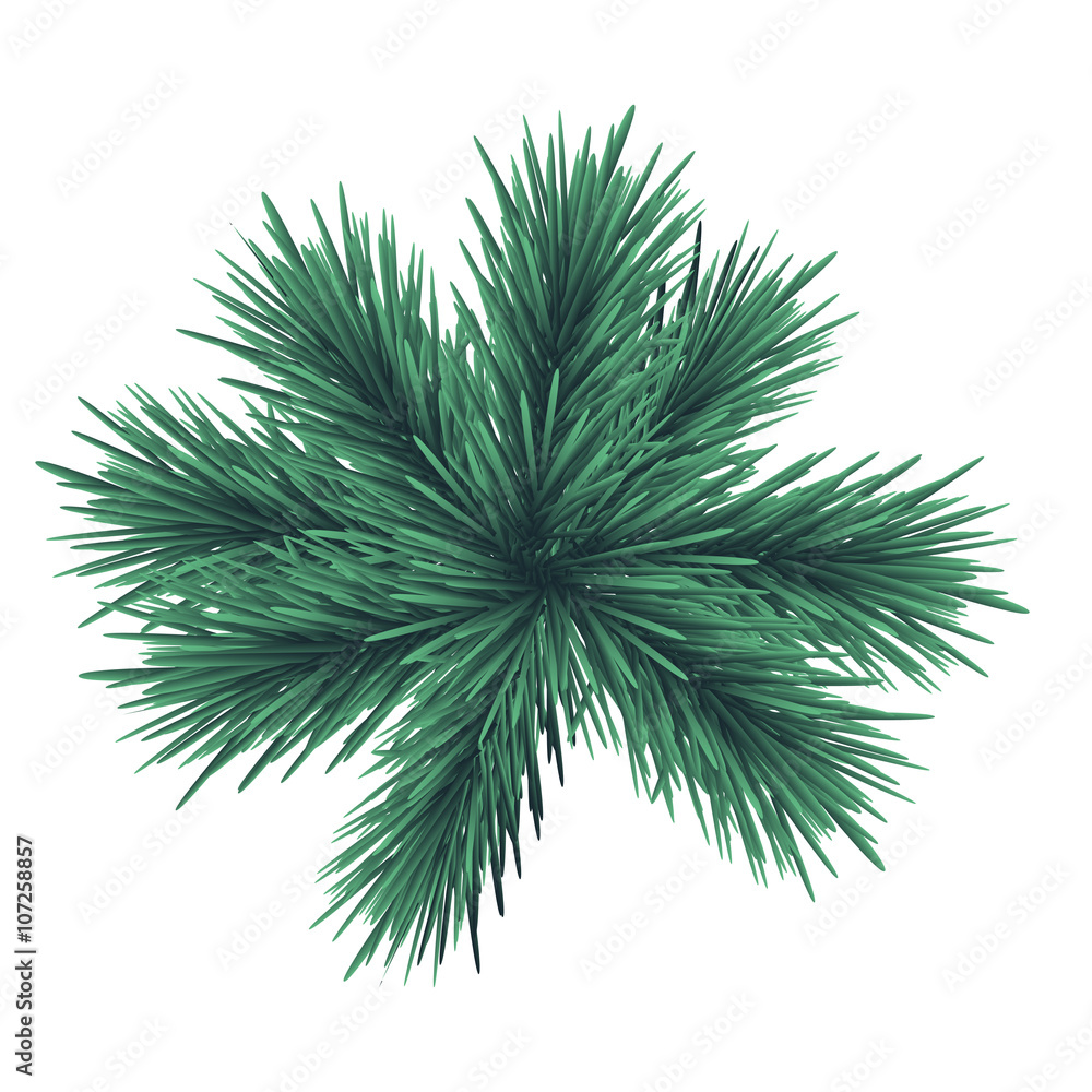 pine branch full of realistic vector