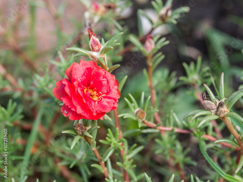 Wallpaper Mural Red purslane flower in the garden. Torontodigital.ca