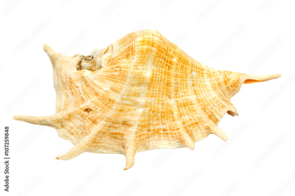 Sea shell isolated on white background Sea shell isolated on white background