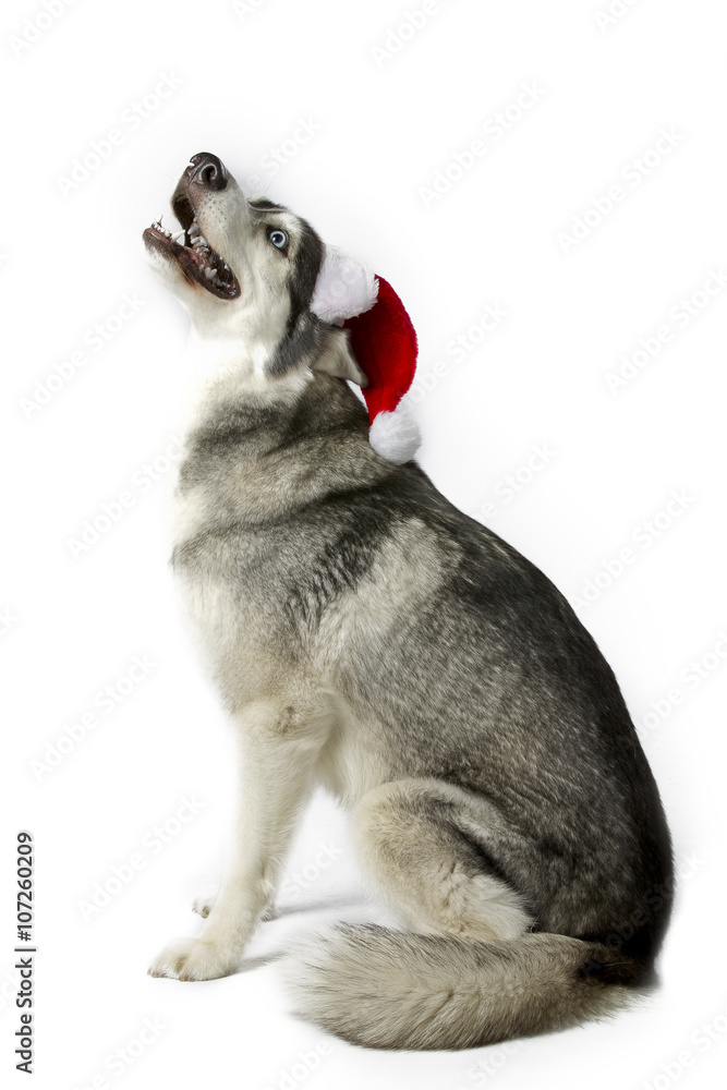 Obraz premium santa husky howling
