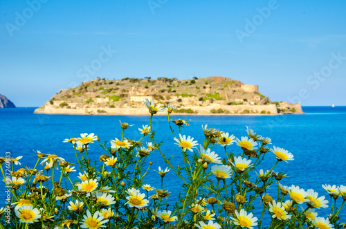 Daisies in front of Spinalonga, Crete, Greece