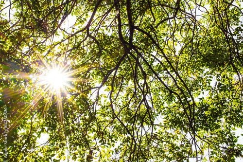 Tableau sur toile Sun flare though fresh leaves in bright spring time, natural background