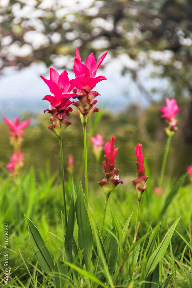 Siam Tulip in field of flowers.
