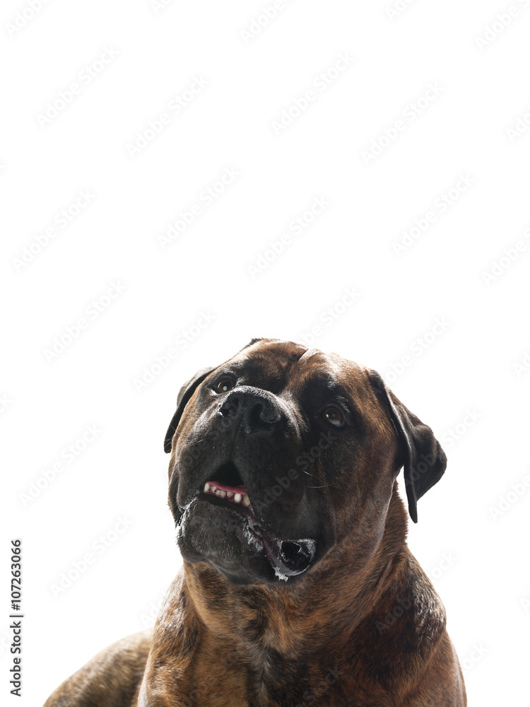 dog with opened mouth