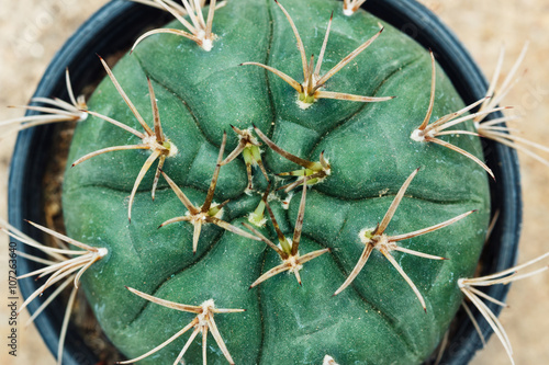 Fototapeta Naklejka Na Ścianę i Meble -  Texture cactus background from macro nature in pots