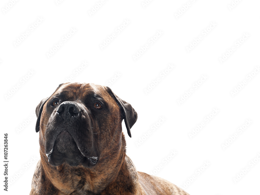 Fototapeta premium dog's head