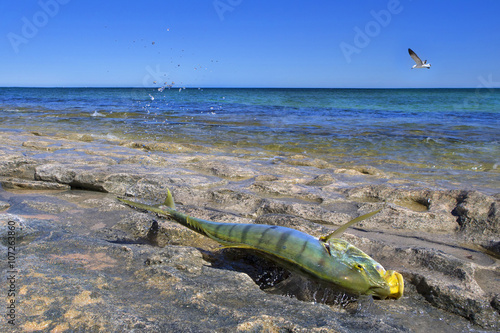 Poisson se débattant après avoir été pêché à Mauritius Beach en Australie Occidentale photo