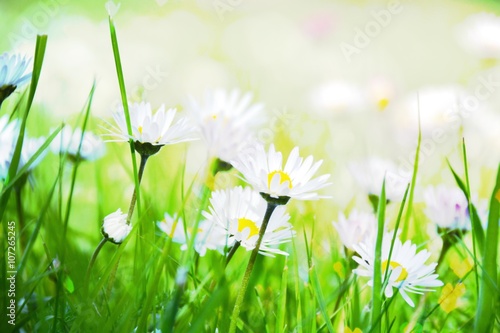 Fototapeta Naklejka Na Ścianę i Meble -  Gänseblümchen