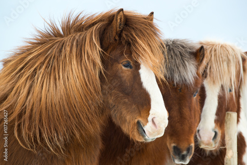 Icelandic horses in winter, Iceland © dash1502