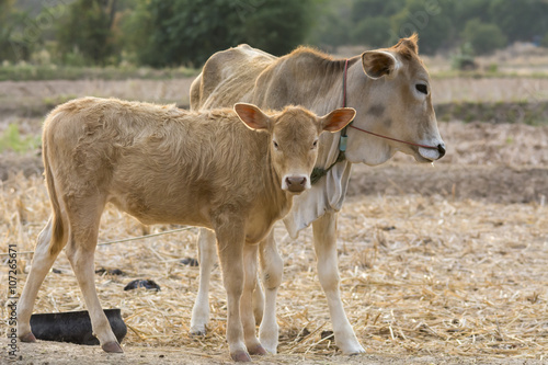 Fototapeta Naklejka Na Ścianę i Meble -  couple of calfs on dry country field