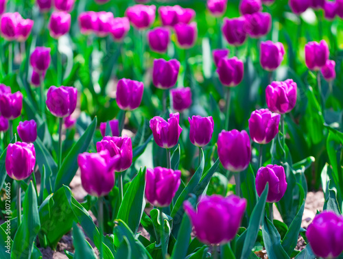 Fresh and vibrant tulip flowers.