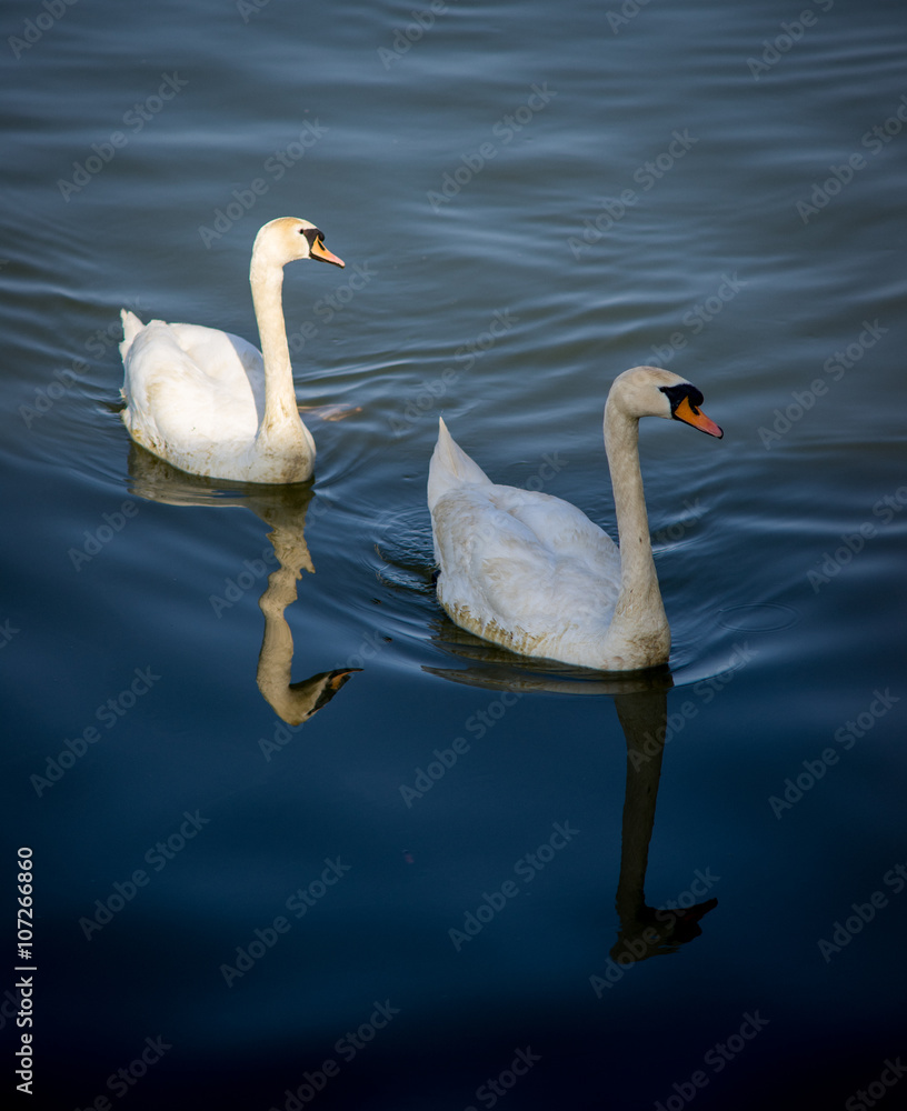 Two swans Two swans