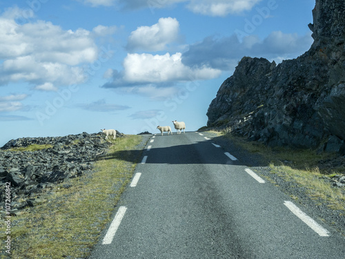 Schafen unterwegs/mehrere Schafe queren eine einsame Strasse in Nordnorwegen photo