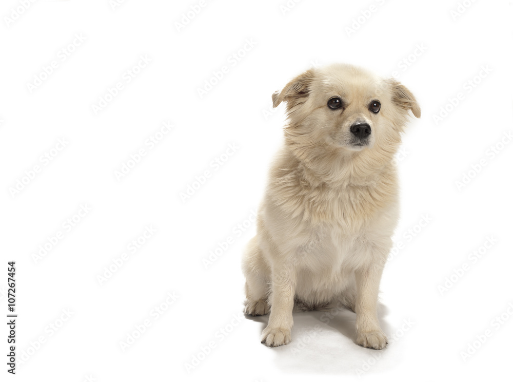 Obraz premium lonely dog