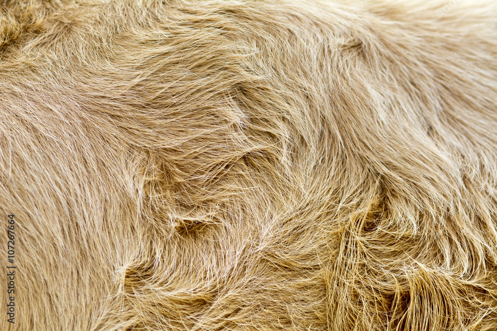 Fototapeta premium vintage style brown cow fur background