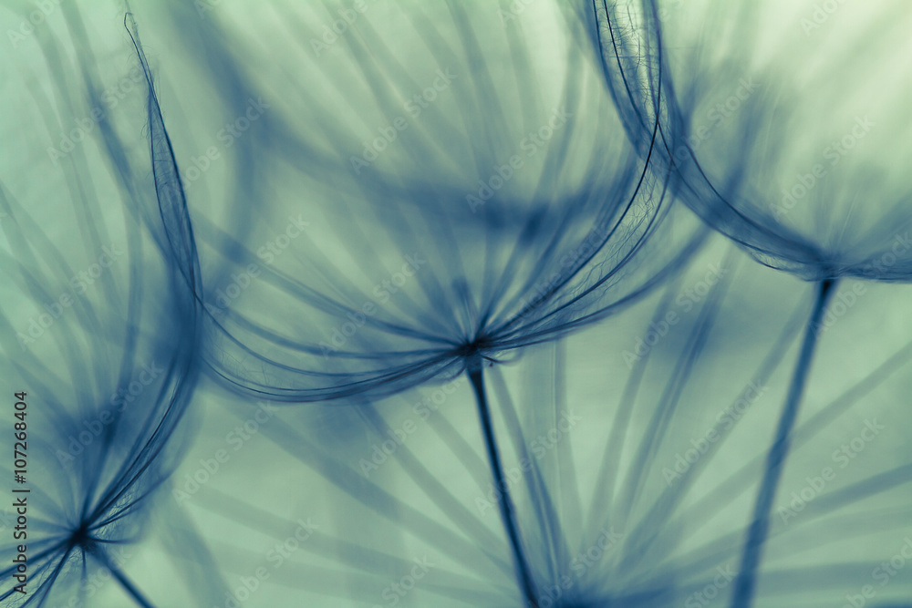 Fototapeta Abstrakcjonistyczny dandelion kwiatu tło, krańcowy zbliżenie. Duży mniszek na naturalnym tle. Fotografia artystyczna