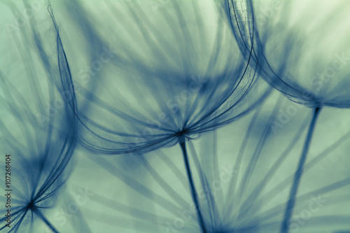 Abstract dandelion flower background, extreme closeup. Big dandelion on natural background. Art photography © R_Szatkowski