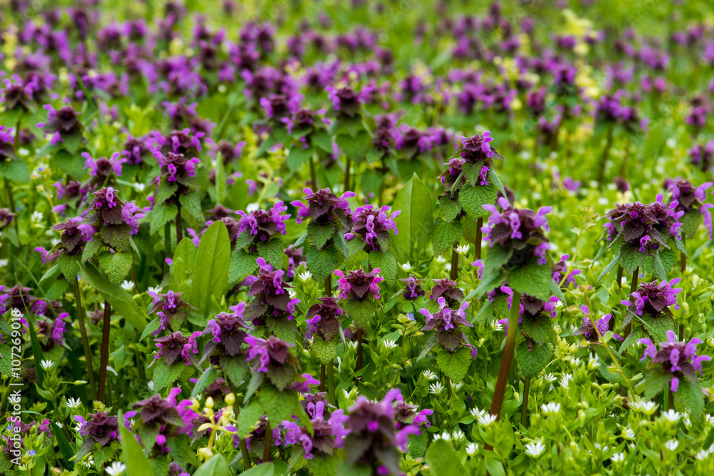 Obraz premium Beautiful field mauve wildflower in grass