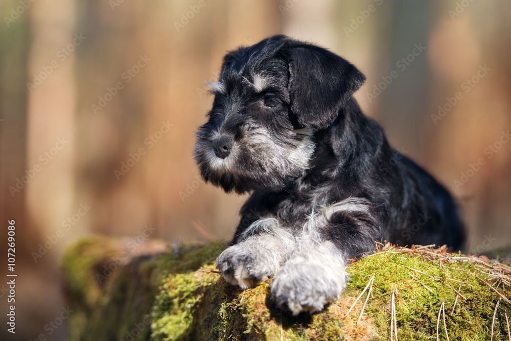 miniature schnauzer puppy lying down outdoors
