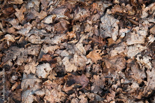 Leaves on the floor © tommoh29