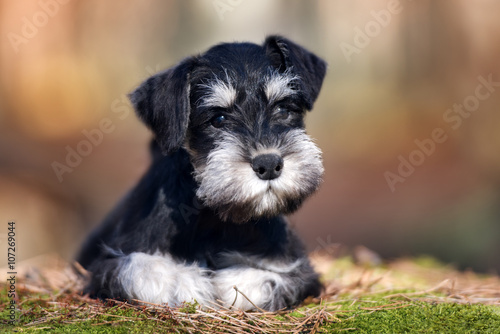 adorable miniature schnauzer puppy lying down photo