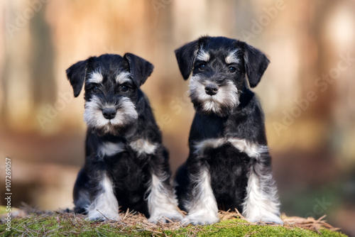 Photos two miniature schnauzer puppies sitting outdoors