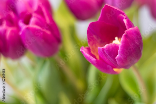purple tulips macro - beautiful tulips flower closeup