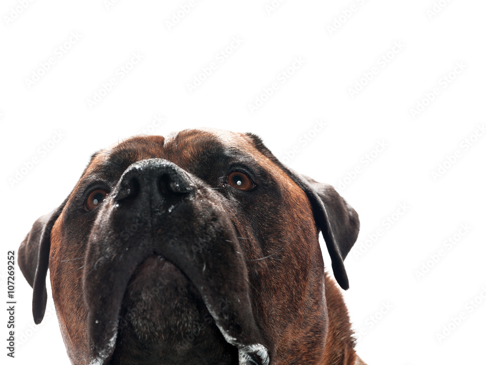 Fototapeta premium dogs eyes
