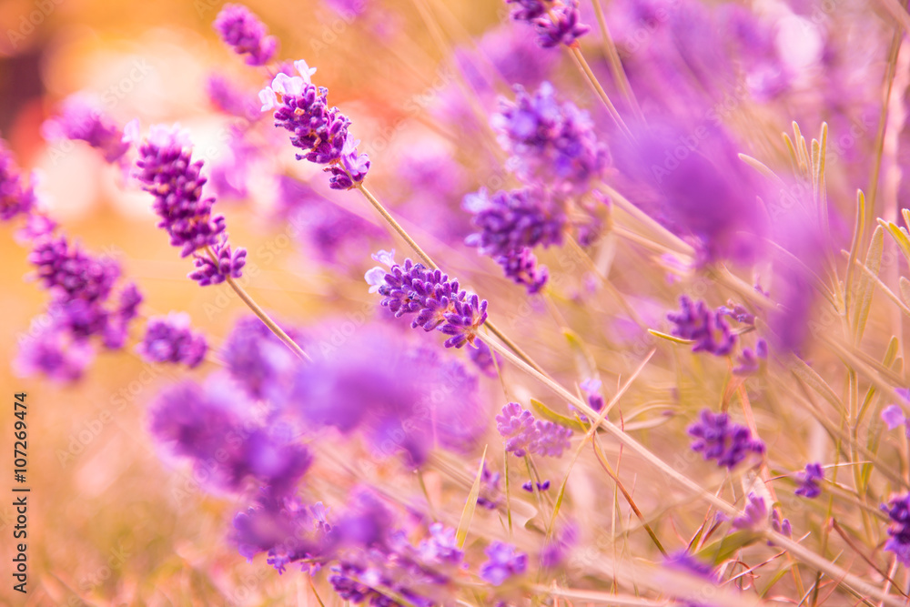 Naklejka premium Lavender Flowers, close-up.