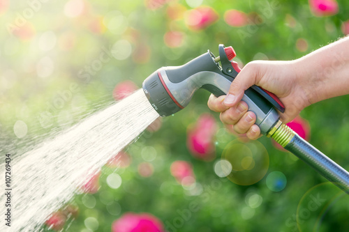 Fototapeta Naklejka Na Ścianę i Meble -  Watering garden flowers using hose 