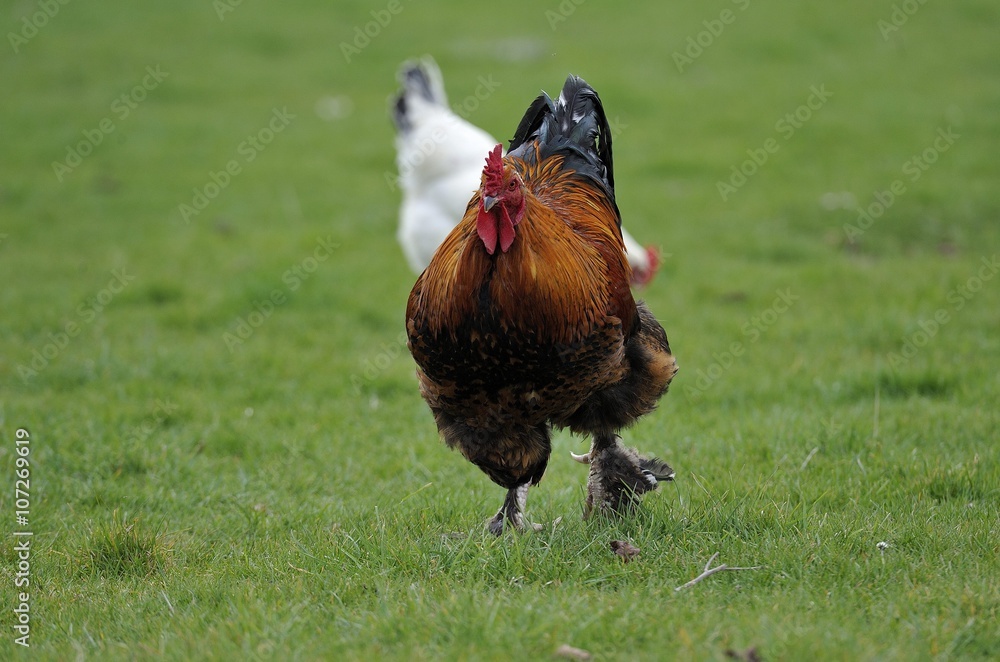 Fototapeta premium Coq de race Brahma