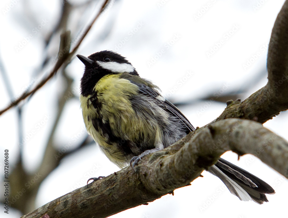Beautiful titmouse on a branch Beautiful titmouse on a branch