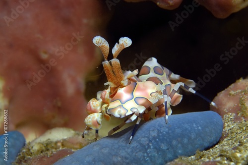 Harlekin-Garnele auf Seestern photo